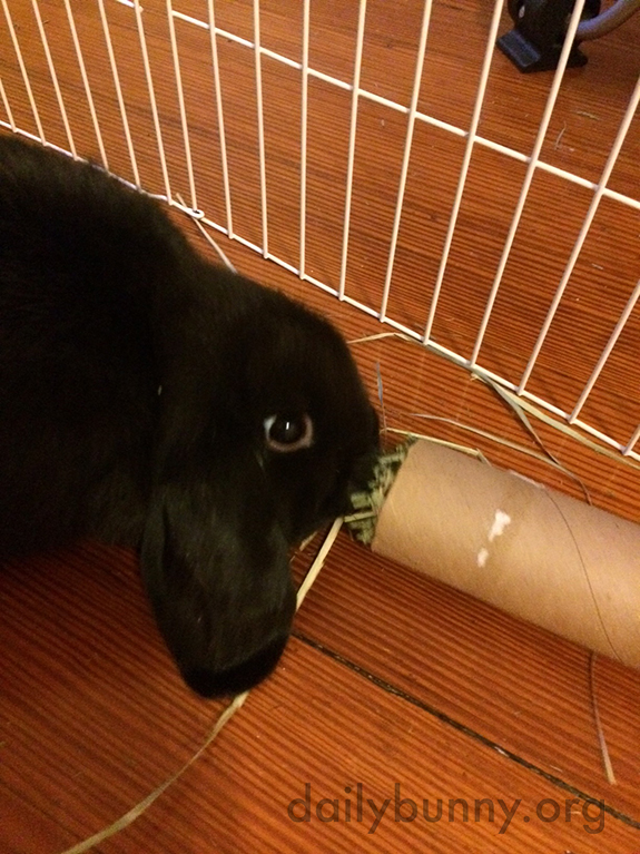 Bunny Nibbles on a Hay Toy
