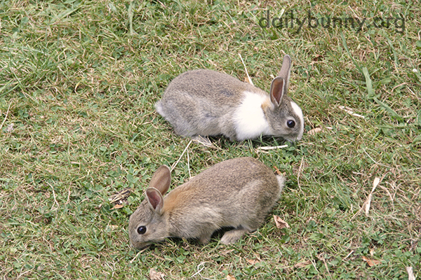 Wild Bunnies Make an Appearance in Human's Yard 2