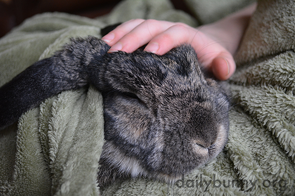 Bunny Snuggles Up with Her Human