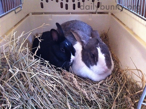 Little Bunny and Big Bunny Snuggle Together