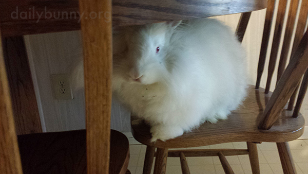 Bunny Lurks Under the Table Until the Veggies Are Put Down