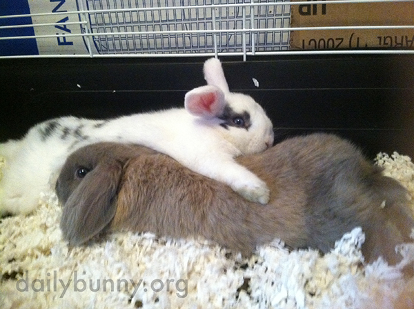 Bunny Relaxes with an Arm Around His Friend