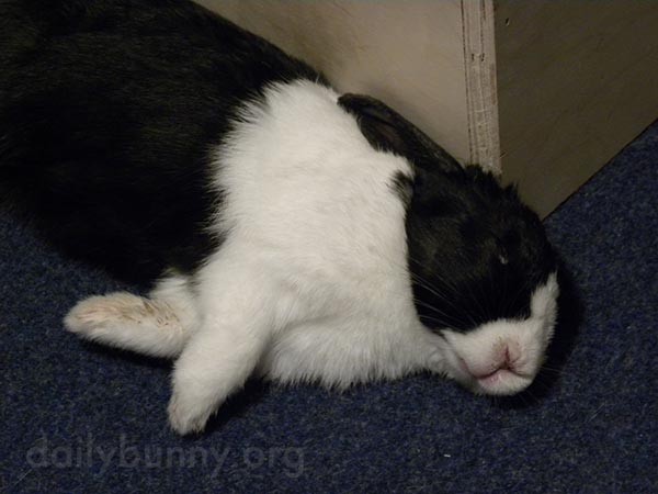 Sleepy Bunny Flops Over for a Nap