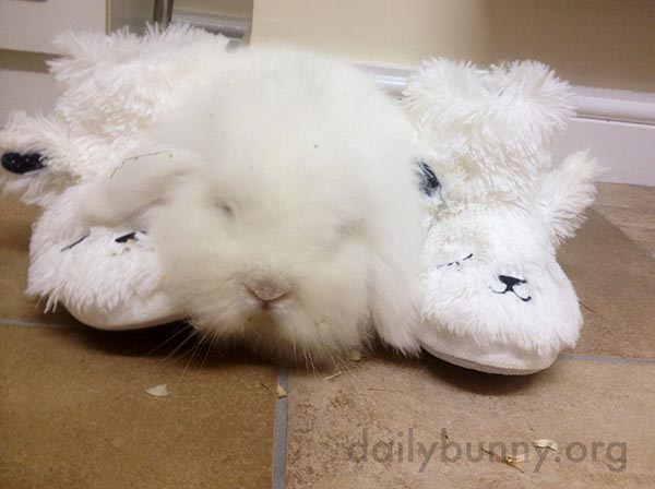 Bunny Cozies Up with His Human's Slippers
