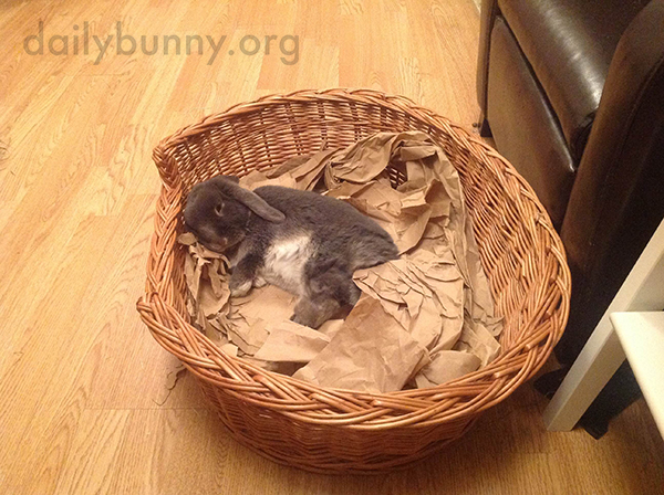 Bunny Relaxes in His Basket