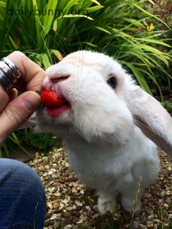 Bunny Has a Big Bite of a Delicious Strawberry