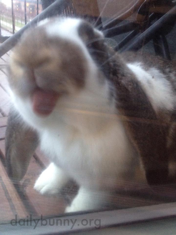 Bunny Washes the Windows 2