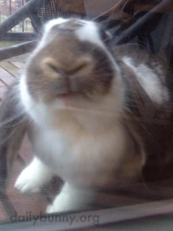 Bunny Washes the Windows 1