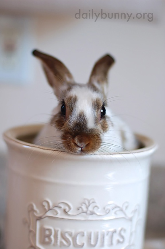 Bunny's in the Biscuit Jar