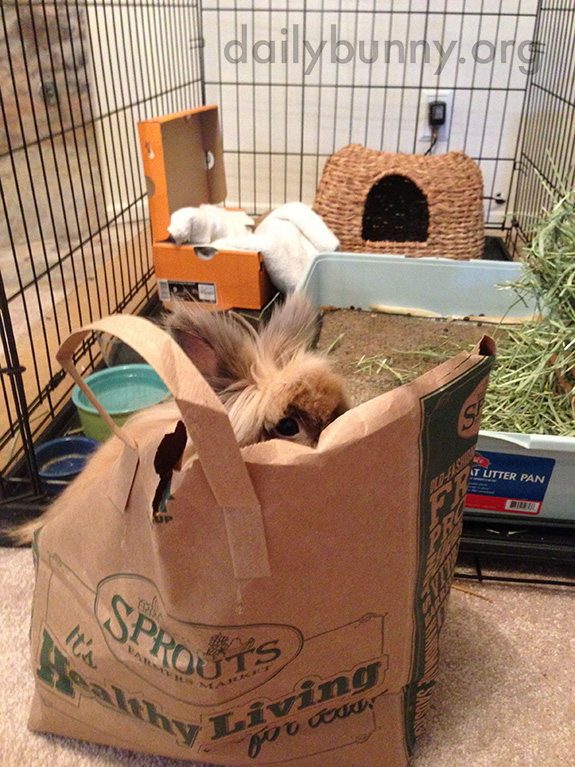 Impatient Bunny Hops in the Hay Bag