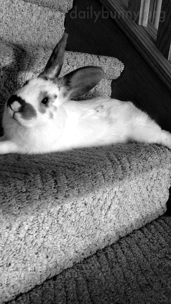 Bunny Stretches Out on the Stairs