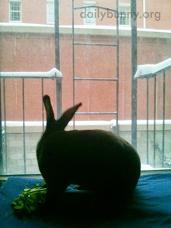 Bunny Watches the Snow from the Comfort of the Indoors