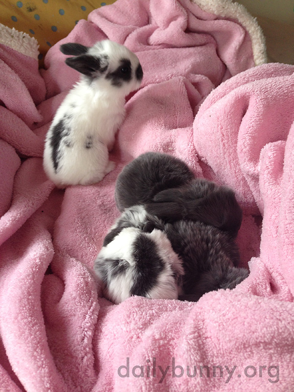 Bunny Wakes Up from a Nap with Her Siblings Ready to Explore 2