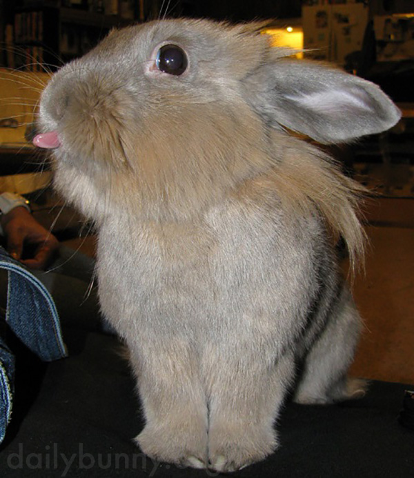 Cheeky Bunny Likes to Stick Out Her Tongue 2