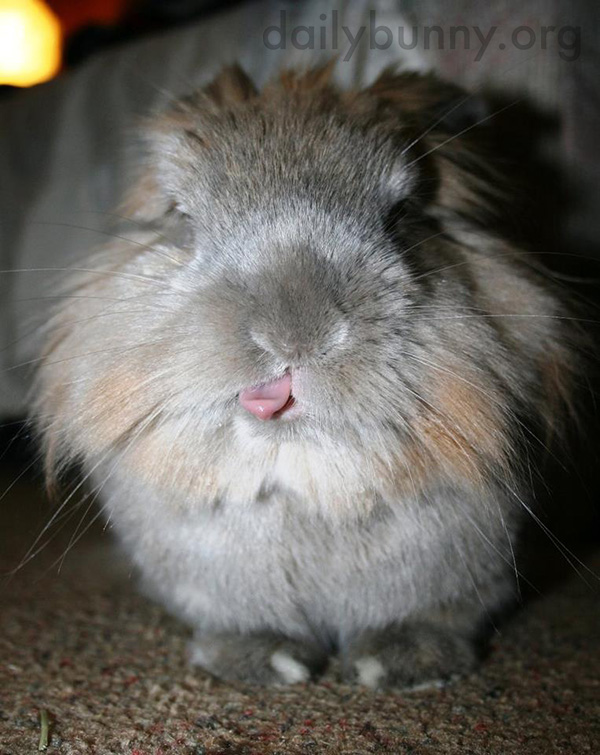 Cheeky Bunny Likes to Stick Out Her Tongue 1