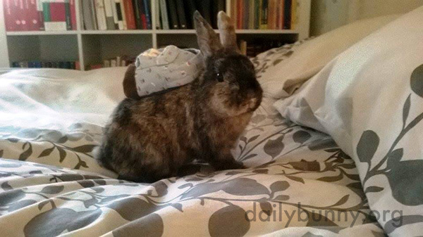 Bunny Has a Tiny Backpack