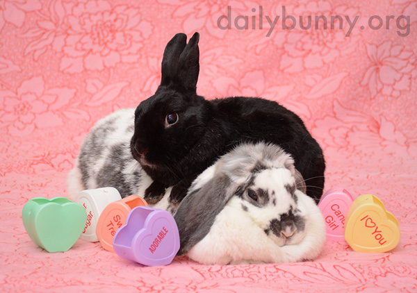 It's the Daily Bunny's Valentine's Day 2015 Roundup! 1