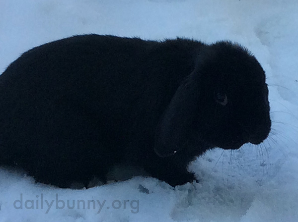 Bunny Looks Like She Isn't Sure What to Think About the Snow