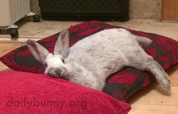 Bunny Flops Out Over a Pillow