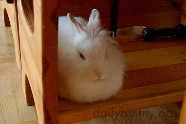 Bunny Gets in Loaf Position