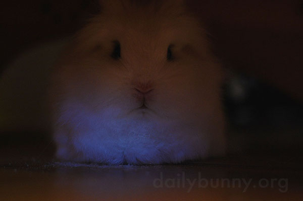 Bunny Gets in Loaf Position 2