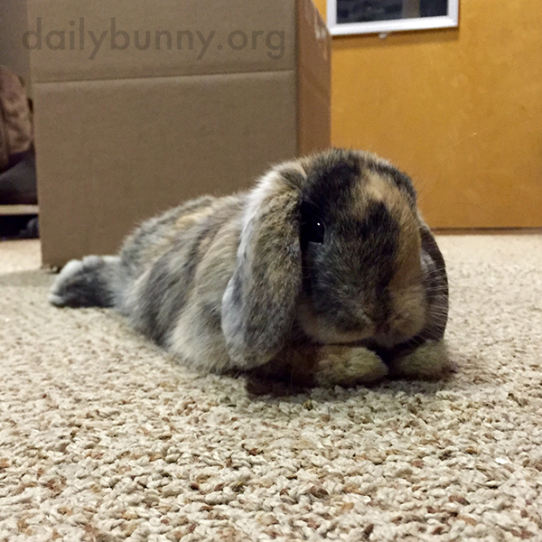 Bunny Finds a Cozy Spot on the Carpet to Stretch Out 1