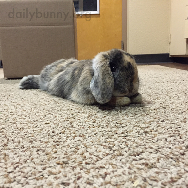 Bunny Finds a Cozy Spot on the Carpet to Stretch Out 2