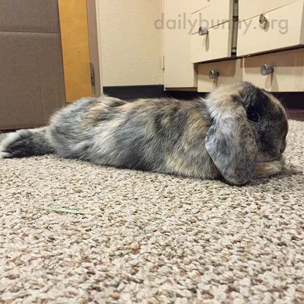 Bunny Finds a Cozy Spot on the Carpet to Stretch Out 3