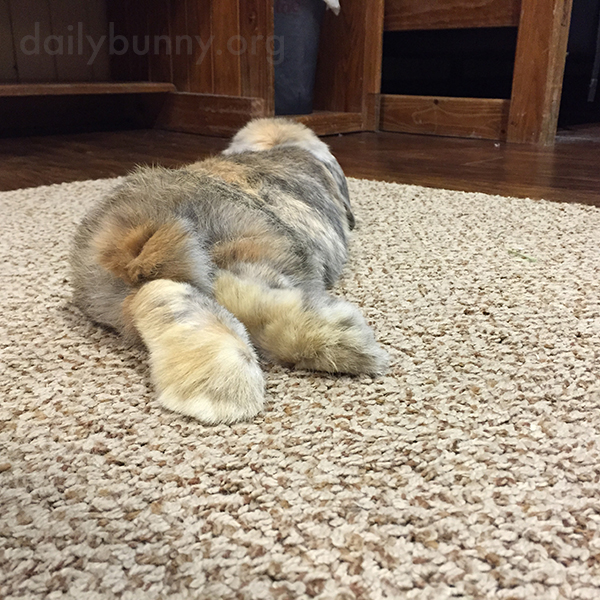 Bunny Finds a Cozy Spot on the Carpet to Stretch Out 4