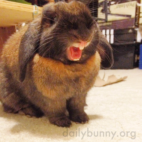 Bunny, What a Fierce Yawn!