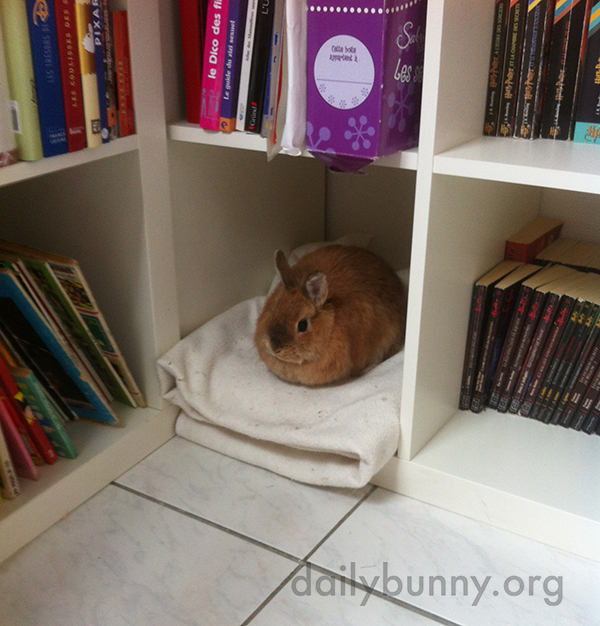 This Bookshelf Has a Place Reserved Just for Bunny