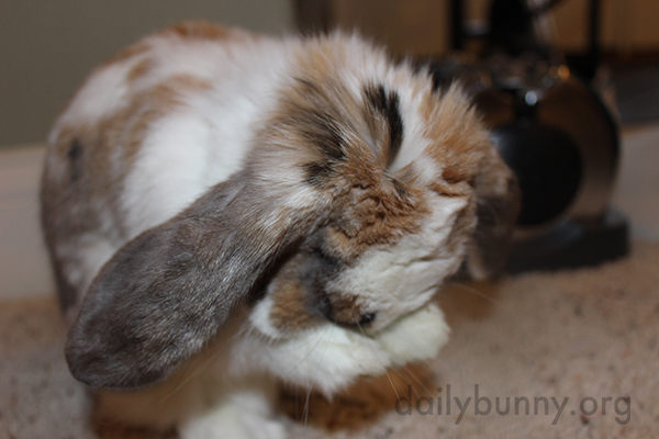 Diligent Bunny Is Good About Washing His Face