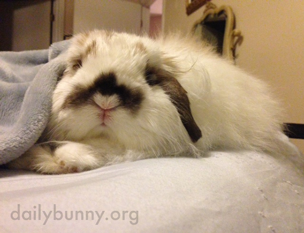 Bunny Is Comfy and Does Not Want to Get Up Yet
