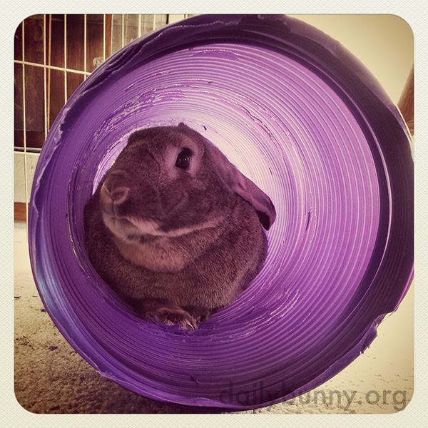 Bunny Relaxes in His Tunnel