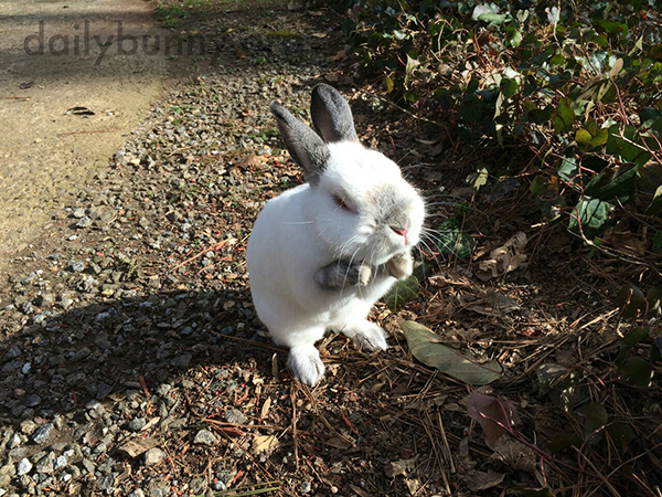 Bunny Is So Excited to Explore He Can Barely Contain Himself! 1
