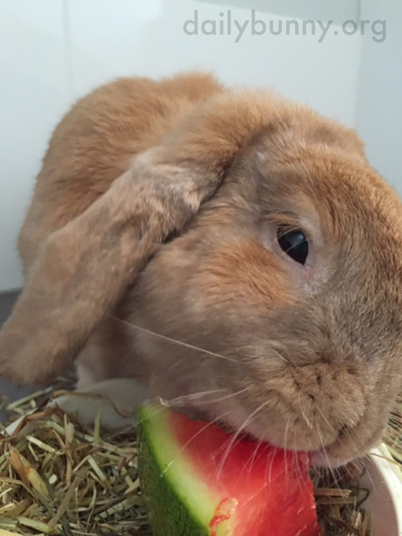 Bunny Samples Some Watermelon 1