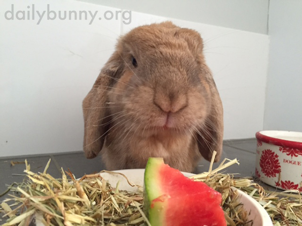 Bunny Samples Some Watermelon 2