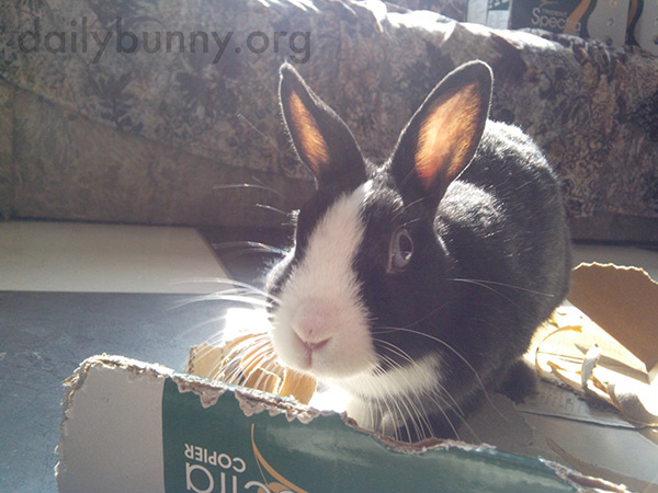 Bunny Is Photographed in the Act of Ripping Up Her Box