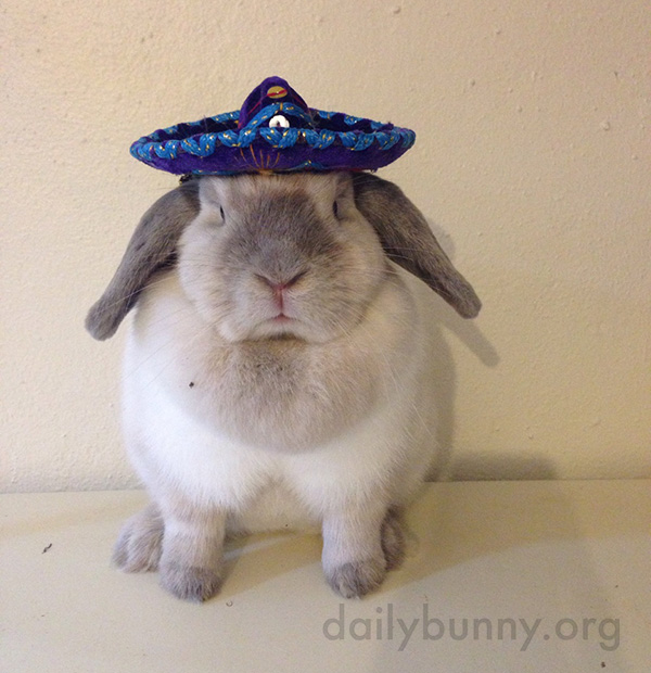 Bunny Can Rock a Tiny Sombrero