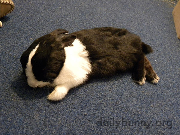 Bunny Stretches Out on the Floor for a Nap 1