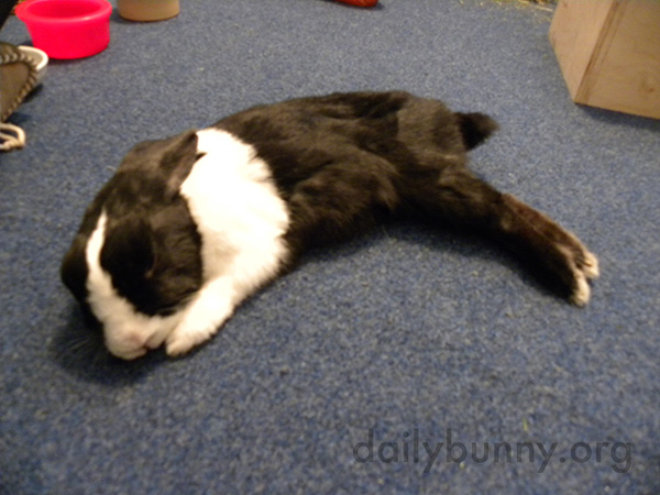 Bunny Stretches Out on the Floor for a Nap 2