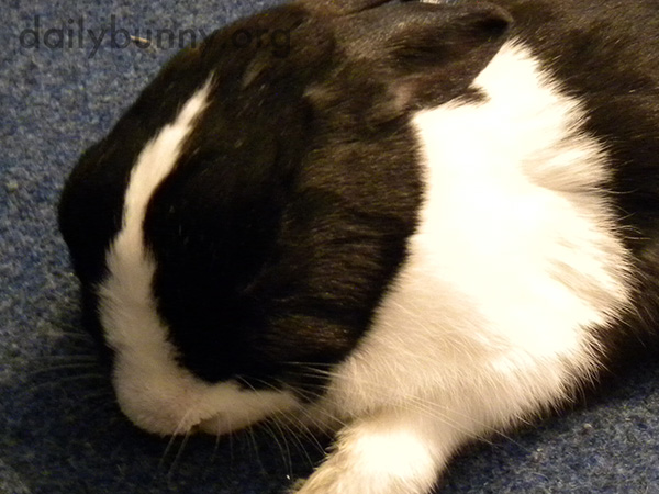 Bunny Stretches Out on the Floor for a Nap 3