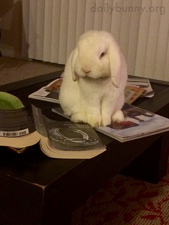 Bunny Is Done Reading and Would Like Cuddles Now