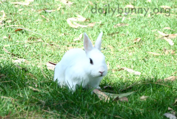 Bunny Explores the Grassy Park 1