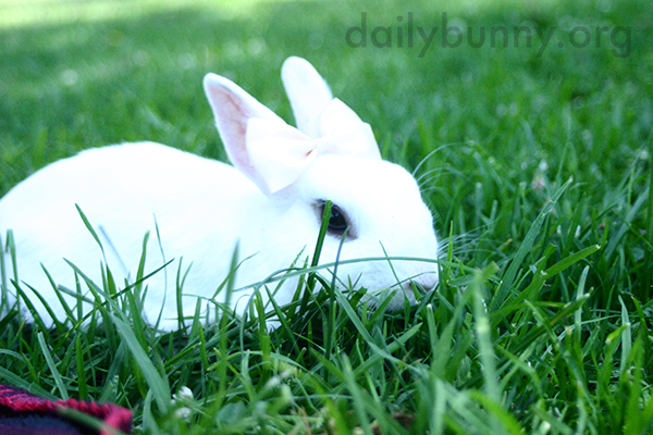 Bunny Explores the Grassy Park 2
