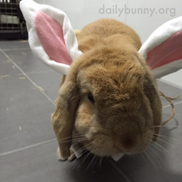 It's the Daily Bunny's 2015 Easter Mega-Post! 1