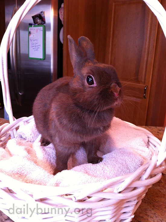 It's the Daily Bunny's 2015 Easter Mega-Post! 5