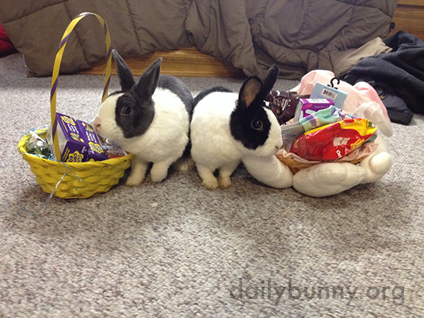 It's the Daily Bunny's 2015 Easter Mega-Post! 6