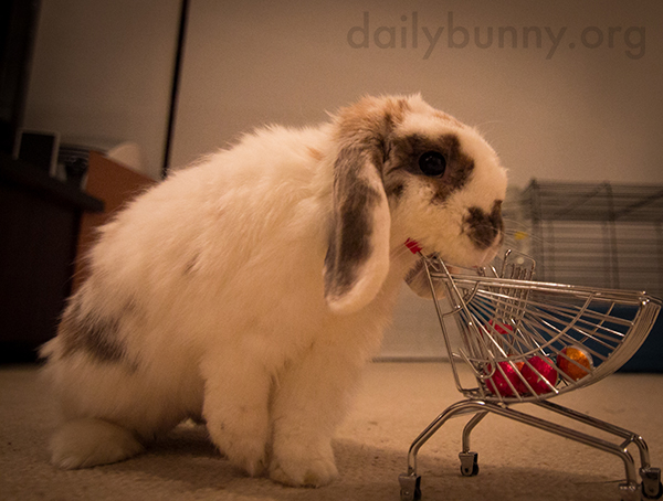 It's the Daily Bunny's Easter 2015 Mega-Post, Part Two! 5
