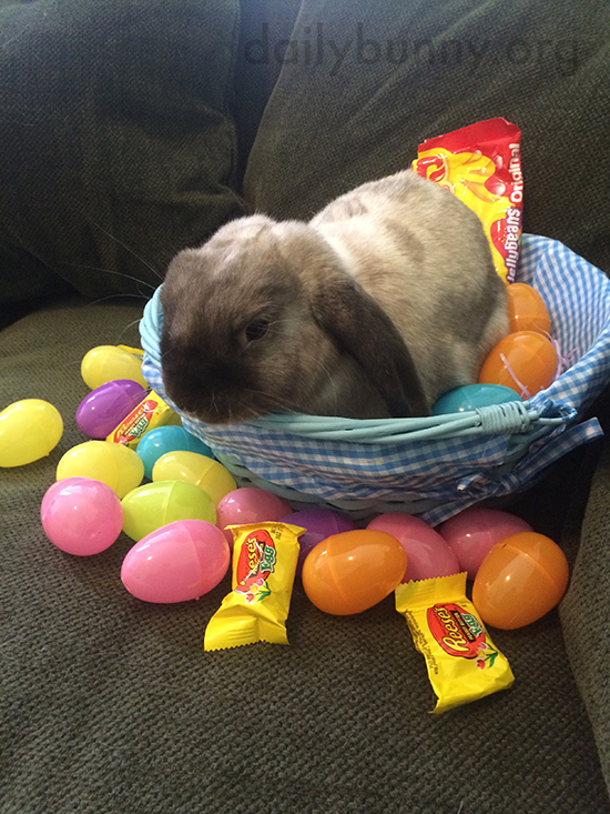 It's the Daily Bunny's Easter 2015 Mega-Post, Part Two! 6